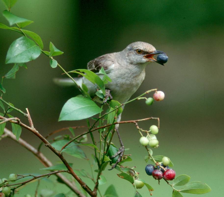 Attract birds to your garden 